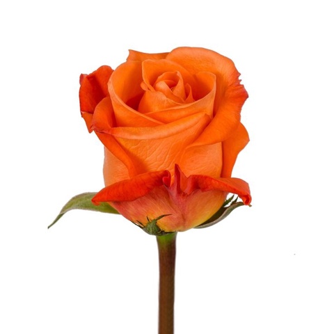 Роза оранжевая - 100 ₽