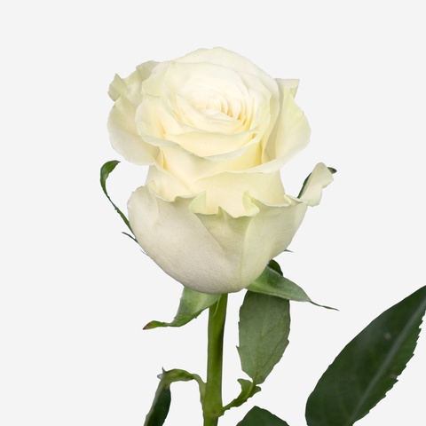 Роза белая - 100 ₽