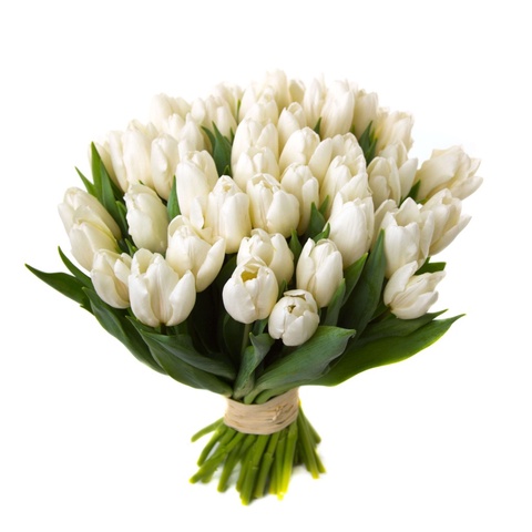 Тюльпаны белые - 70 ₽