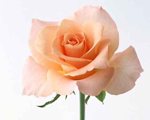 Роза персиковая - 100 ₽