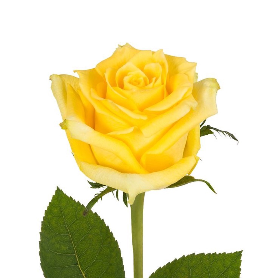 Роза жёлтая - 100 ₽, заказать онлайн.