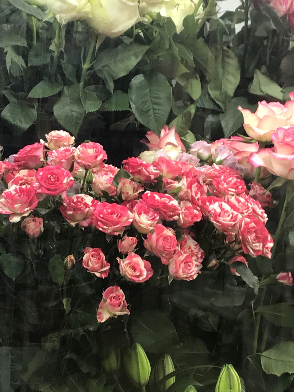 Роза кустовая - 220 ₽, заказать онлайн.