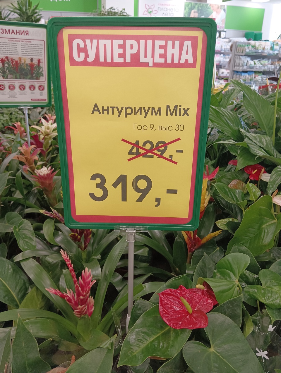 Антуриум mix - Садовый центр Планета Лета, Пятигорск