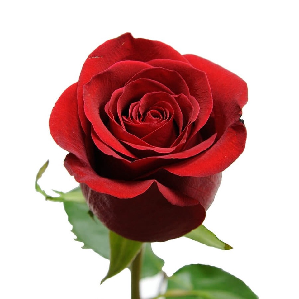 Роза красная - 100 ₽, заказать онлайн.