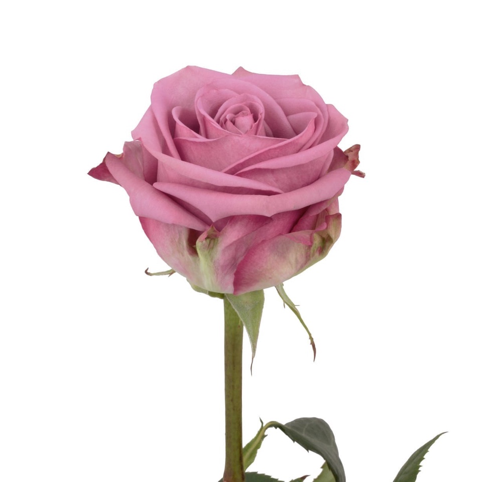 Роза сиреневая - 100 ₽, заказать онлайн.