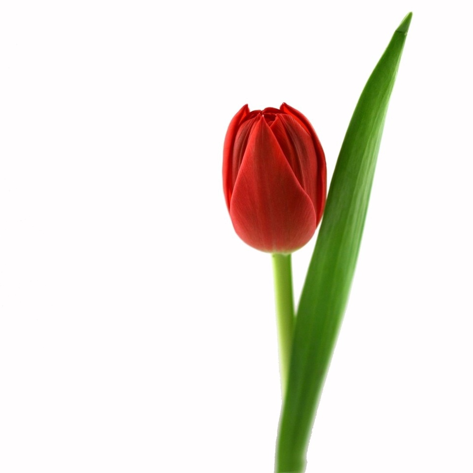 Тюльпаны красные - 70 ₽, заказать онлайн.