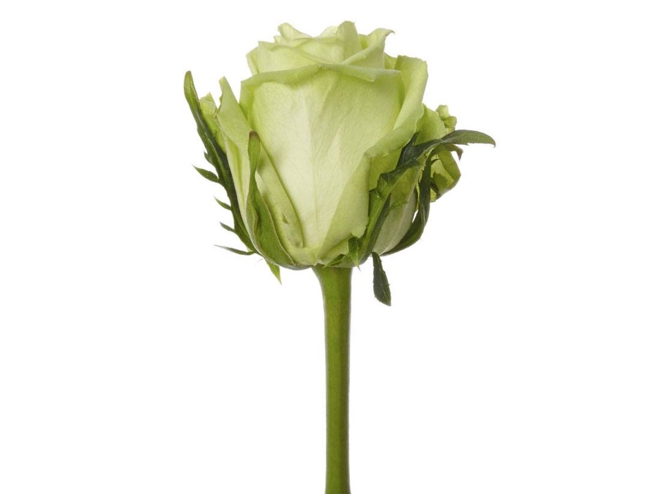 Роза зеленая - 100 ₽, заказать онлайн.