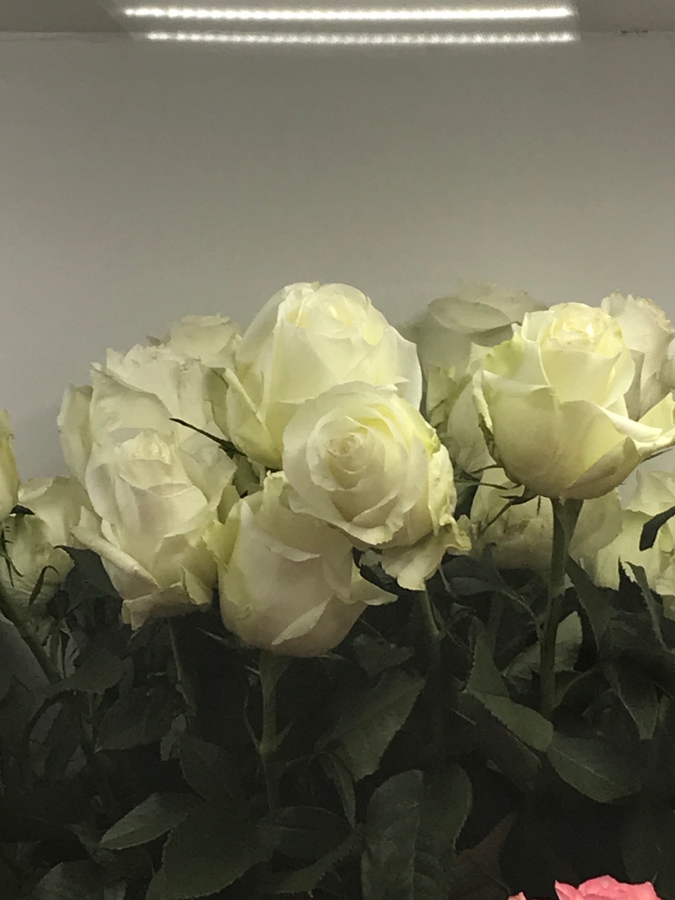 Розы Армения в ассортименте - 200 ₽, заказать онлайн.