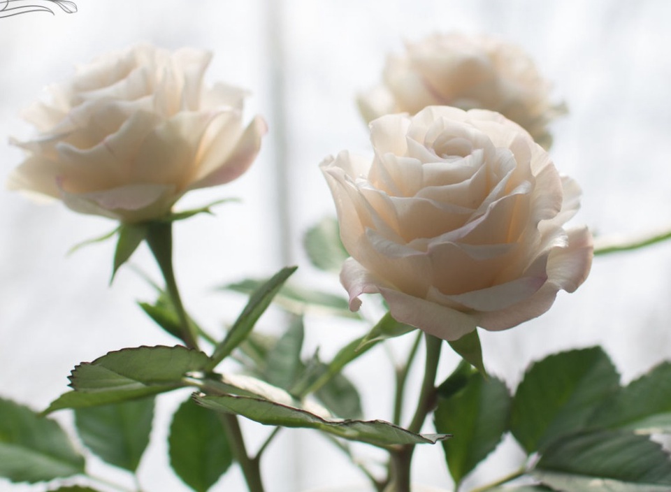 Роза пудровая - 100 ₽, заказать онлайн.