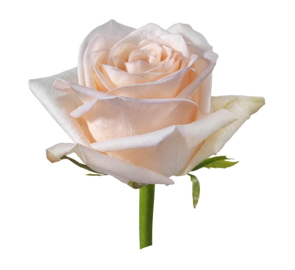 Роза пудровая - 100 ₽, заказать онлайн.