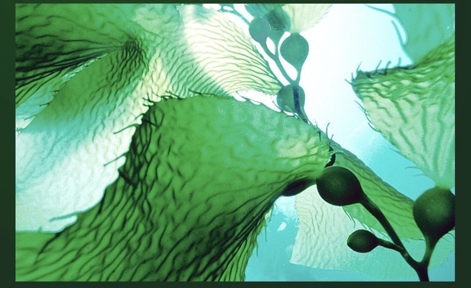 Гидрогелевые патчи с морскими водорослями - 250 ₽, заказать онлайн.