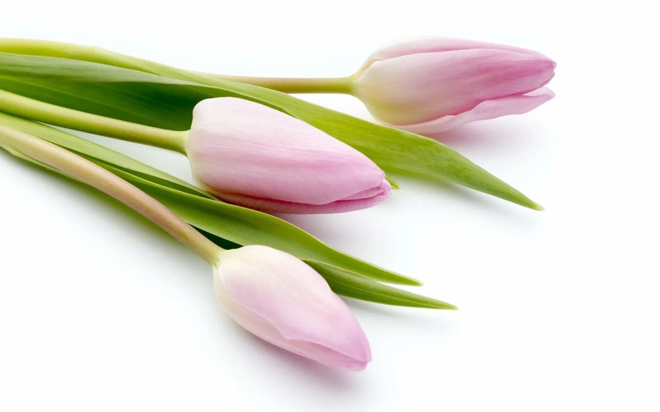 Тюльпаны розовые - 70 ₽, заказать онлайн.