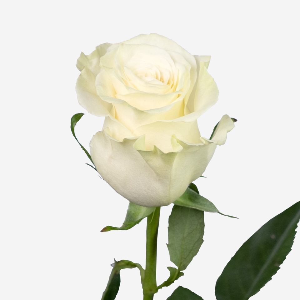Роза белая - 100 ₽, заказать онлайн.