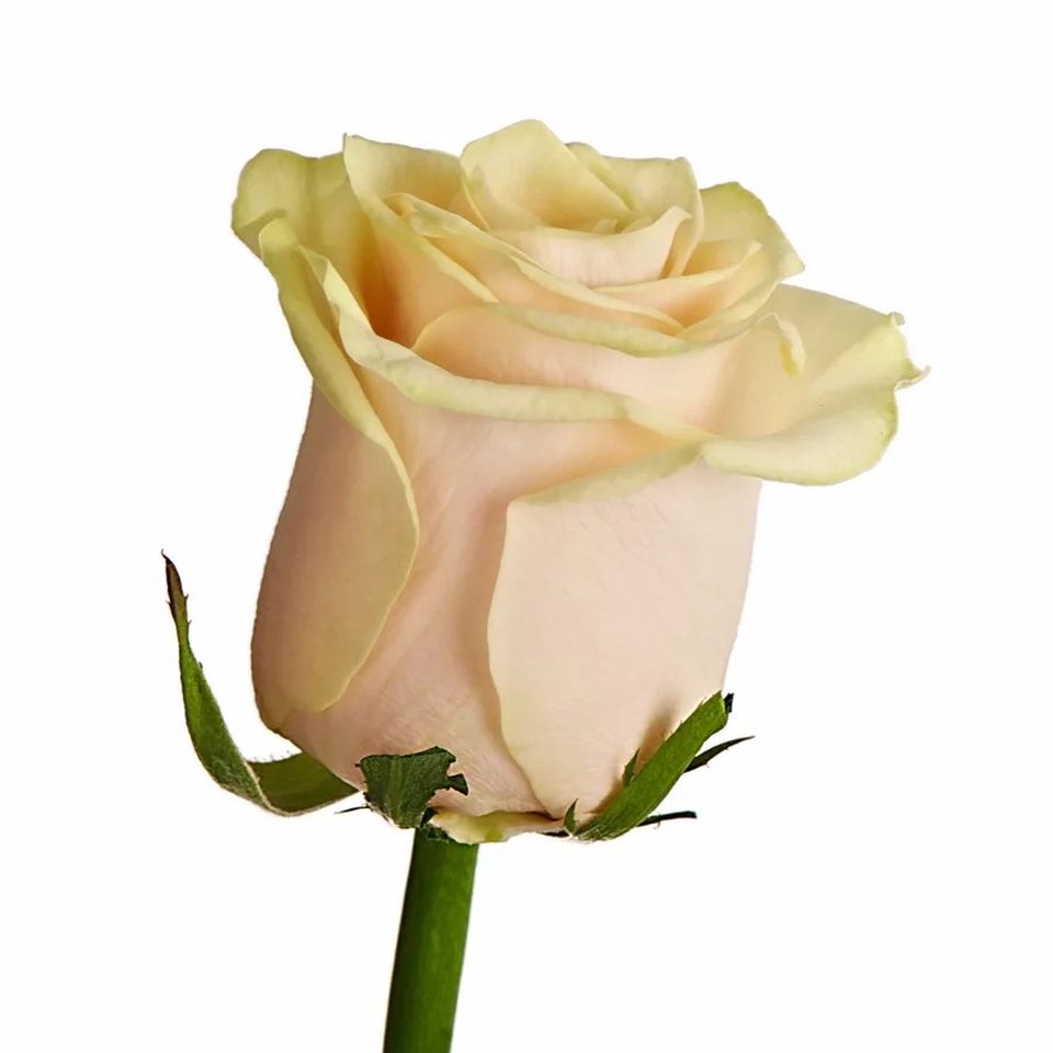 Роза кремовая - 100 ₽, заказать онлайн.