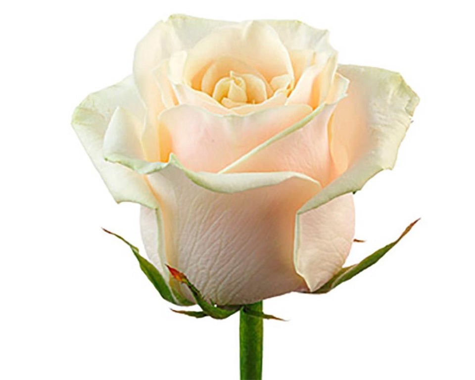 Роза кремовая - 100 ₽, заказать онлайн.