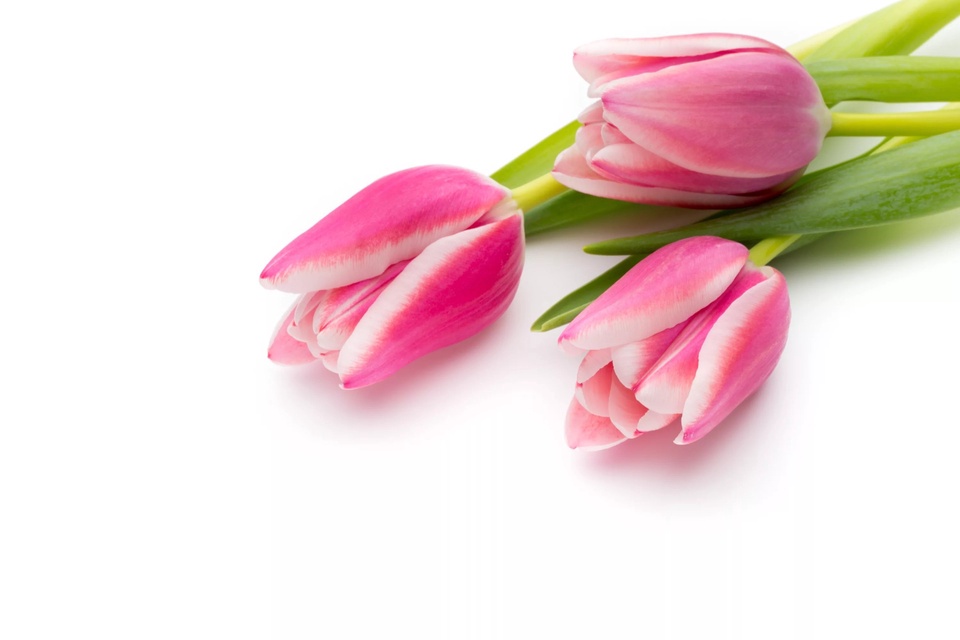 Тюльпаны розовые - 70 ₽, заказать онлайн.