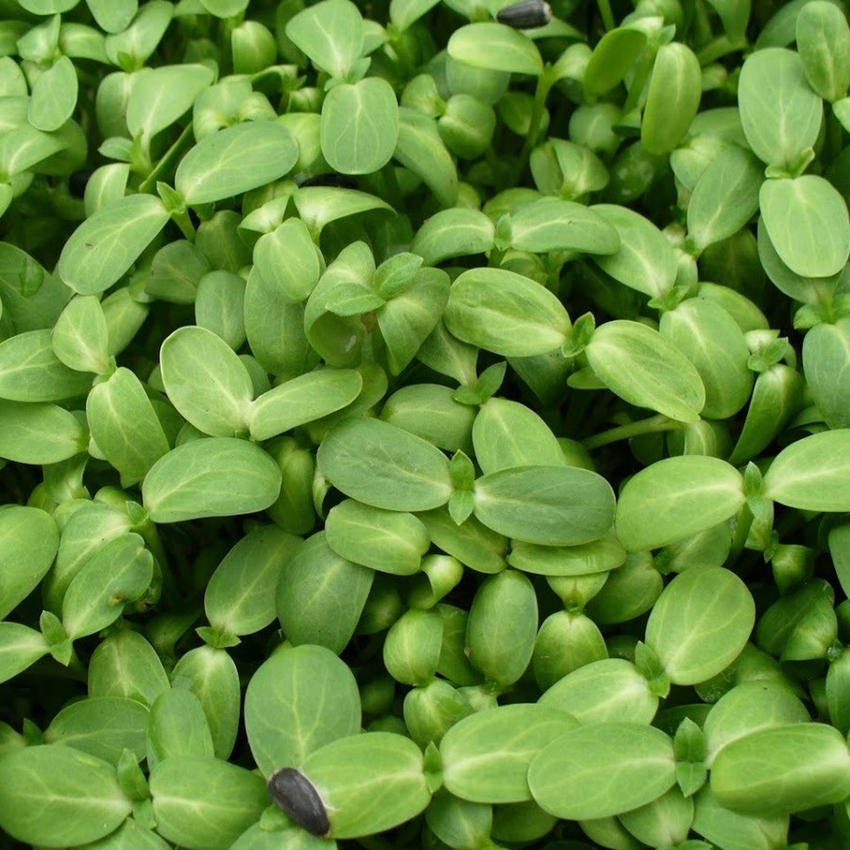 Микрозелень Подсолнух - 130 ₽, заказать онлайн.