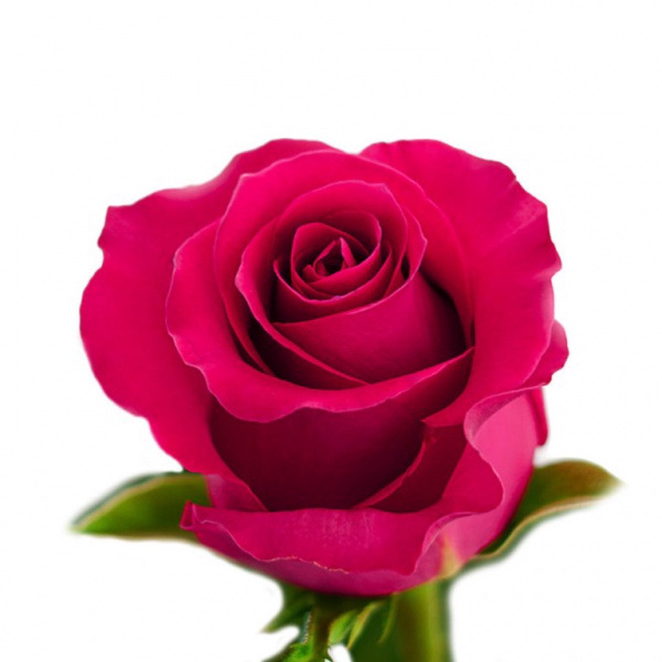 Роза малиновая - 100 ₽, заказать онлайн.