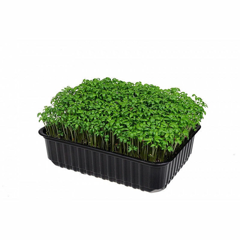 Микрозелень Кресс-салат - 130 ₽, заказать онлайн.