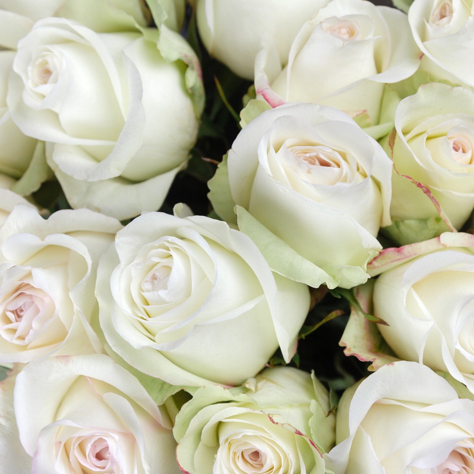 25 белых роз премиум класса - 4 490 ₽, заказать онлайн.