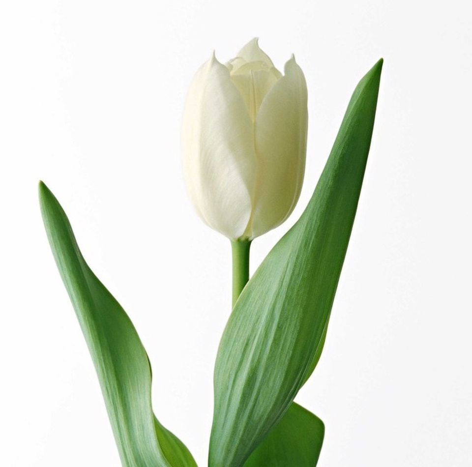 Тюльпаны белые - 70 ₽, заказать онлайн.