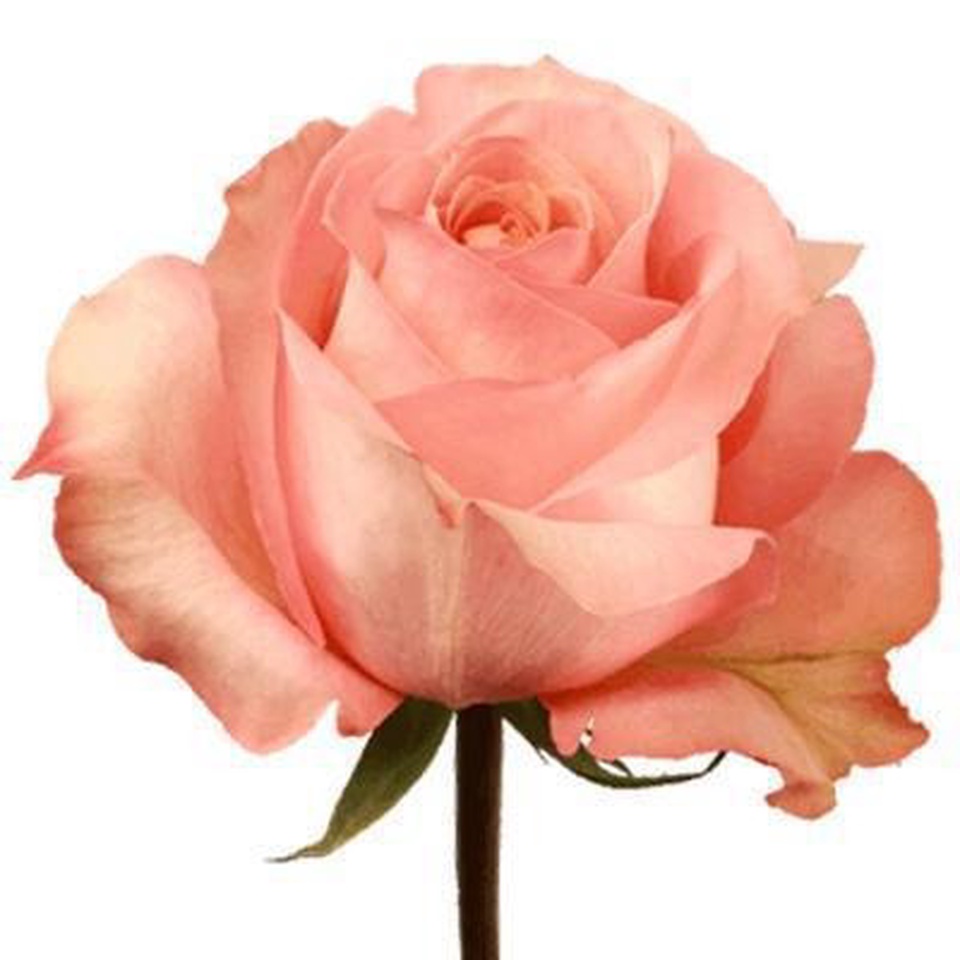 Роза сальмон - 100 ₽, заказать онлайн.